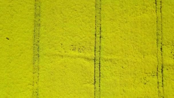 Foto aérea de arriba hacia abajo del hermoso campo de canola en flor durante el día — Vídeos de Stock