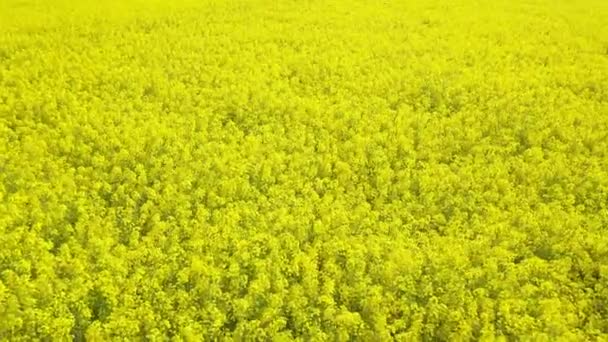 Luchtfoto drone vlucht beelden van bloeiende yelloa koolzaad veld, canola bloemen — Stockvideo