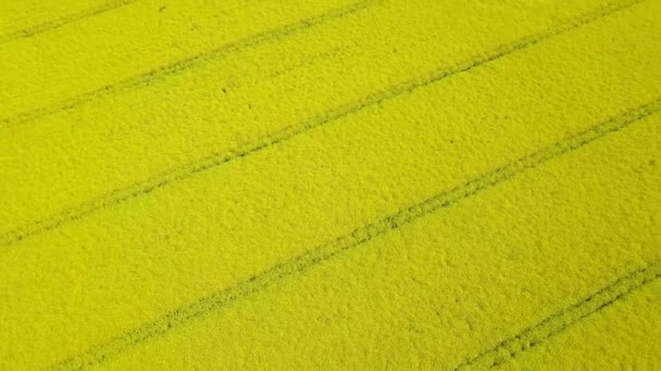 Langzame drone vlucht over het bloeiende veld van verse gele canola. Uitzicht van bovenaf. — Stockvideo