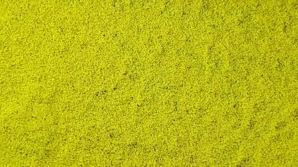 Aerial view of yellow canola field. Blossoming rapeseed field with strips of bright yellow rape — Stock Video