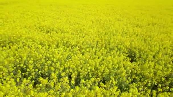 Vista aérea de imágenes de vuelo de aviones no tripulados de campo de colza amarilla en flor, flores de canola — Vídeos de Stock