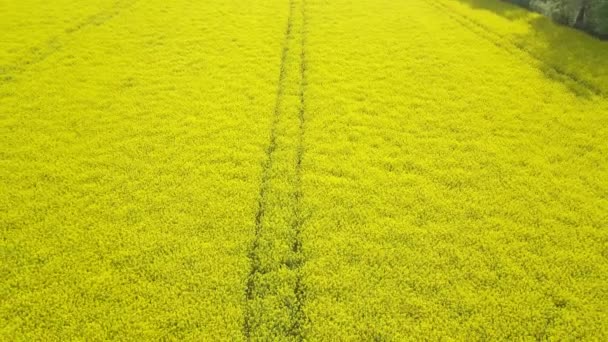 Luchtfoto van het gele canola veld. Bloeiend koolzaadveld met stroken felgele verkrachting — Stockvideo
