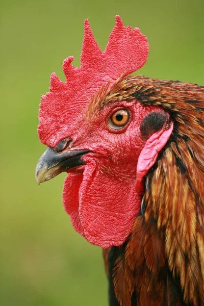 Red Black Rooster. Cock, symbol of New 2017 - according to Chine