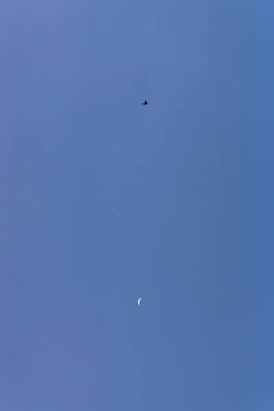 Silhouette eines Vogels, der auf dem Mond fliegt. dieser Falke ist l Stockfoto