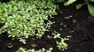 Minik bitkiler sera içinde büyüyen