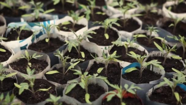 Close up de pequenos tomates — Vídeo de Stock