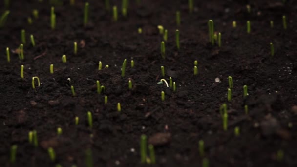 Pequeñas plantas que crecen dentro de un invernadero — Vídeo de stock