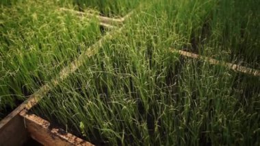 pırasa bir sera içinde