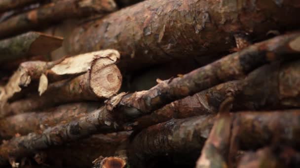 Камера скользит над вырубленными деревьями — стоковое видео
