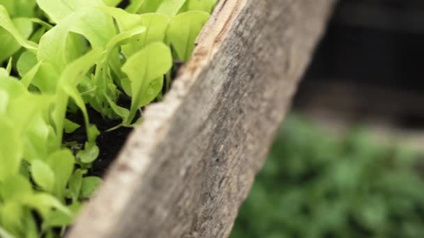 Primer plano de lechuga pequeña — Vídeo de stock