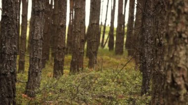 çam ağaçları ile orman