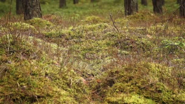 Hutan dengan pohon pinus — Stok Video