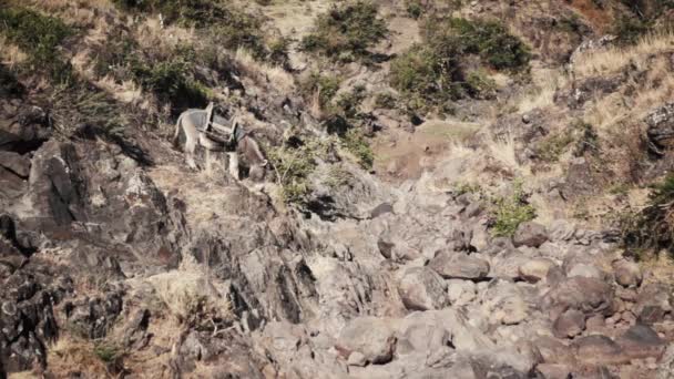 Burro comendo grama em clima árido — Vídeo de Stock