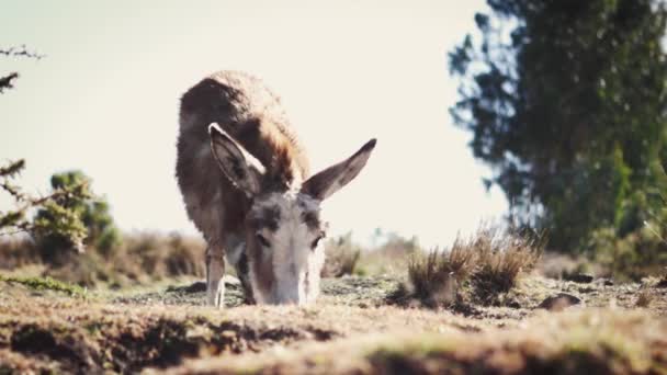 Donkey eating grass in arid climate — Stock Video