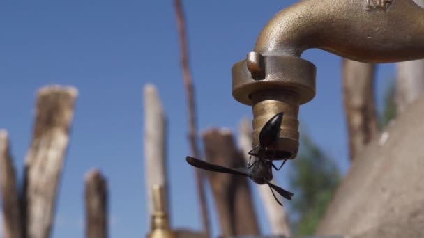 Wasserhahn in Äthiopien mit tropfendem Wasser — Stockvideo