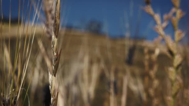 Gewassen zwaaien op een wind in Afrika — Stockvideo