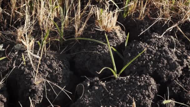 Сухая почва в засушливом климате — стоковое видео