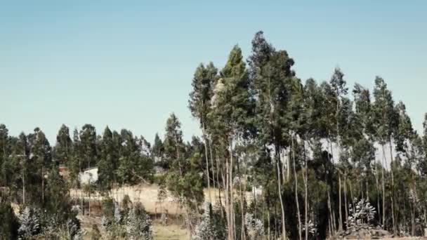 Деревья, машущие на ветру в Африке — стоковое видео