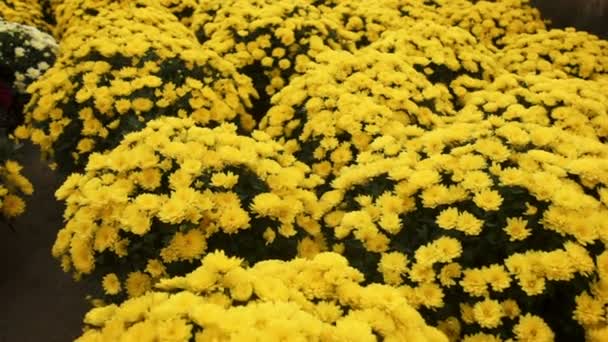 Deslice la cámara sobre el crisantemo que crece dentro del invernadero — Vídeo de stock
