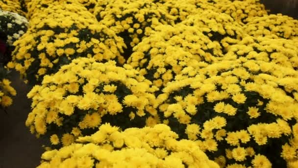 Camera slide over Chrysanthemum growing inside of greenhouse — Stock Video