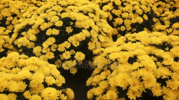 Camera slide over Chrysanthemum growing inside of greenhouse — Stock Video
