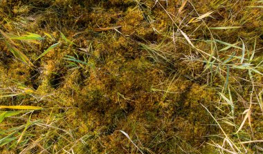 altın buğday detay