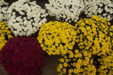 Sera içinde büyüyen krizantem