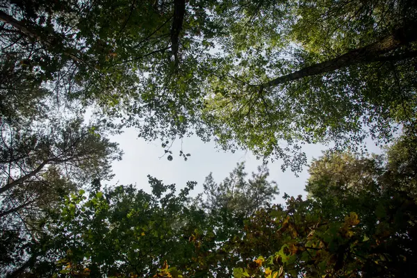 altın buğday detay