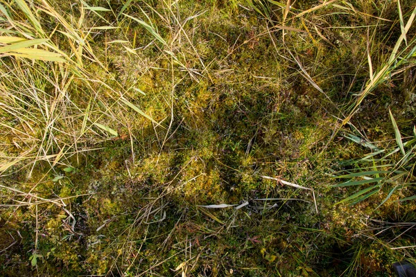 Guld vete detalj — Stockfoto