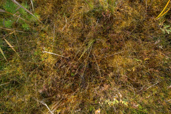 Guld vete detalj — Stockfoto