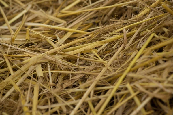 Stubble field after harvest — Stock Photo, Image