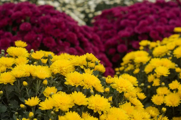 Chrysanthème poussant à l'intérieur de la serre — Photo