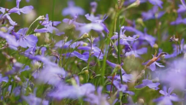 Detail van paarse bloemen — Stockvideo