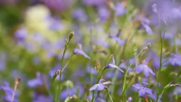 Деталь фіолетових квітів — стокове відео
