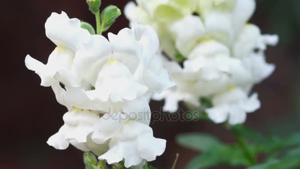 Détail de fleurs blanches — Video