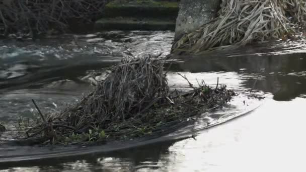 Медленная река со старыми тростниковыми листьями — стоковое видео