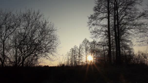 Coucher de soleil derrière les arbres — Video