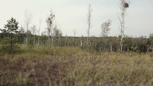 Многолетние травы, растущие на болотах — стоковое видео