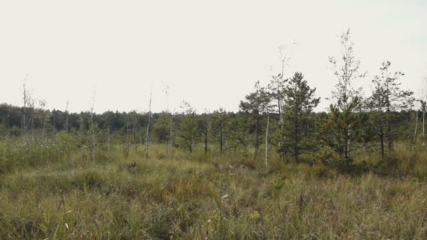 Многолетние травы, растущие на болотах — стоковое видео