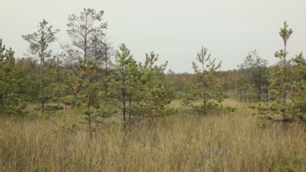 Perennial grasses growing on wetlands — Stock Video