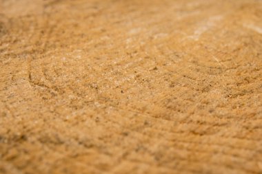 ağaç büyüme Yüzükler