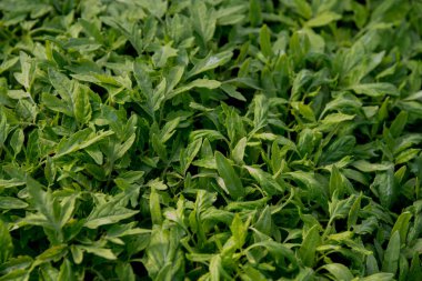 sera içinde domates yakın çekim