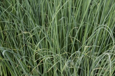 bir sera içinde büyüyen pırasa