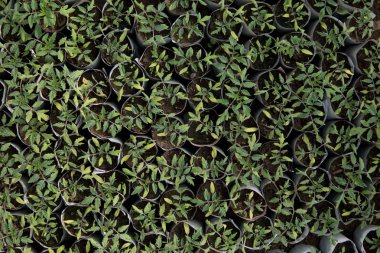 yeşil ve sağlıklı domates