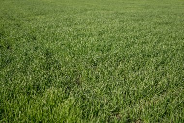 Yeşil tahıl alanında büyüyen