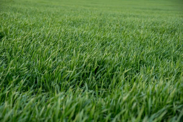 Green grain growing in the field — Stock Photo, Image