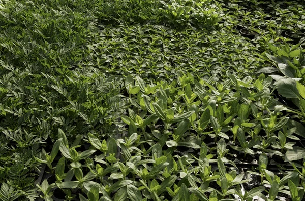 Kis zöld növények belsejében üvegházhatású — Stock Fotó
