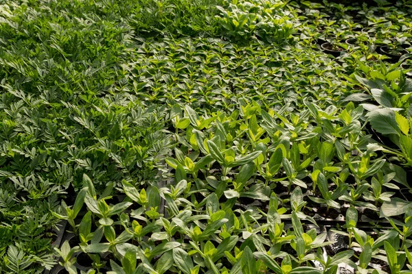 Kis zöld növények belsejében üvegházhatású — Stock Fotó