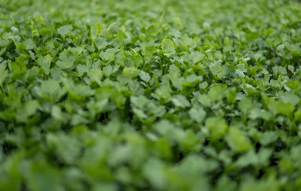 Kis zöld zeller — Stock Fotó