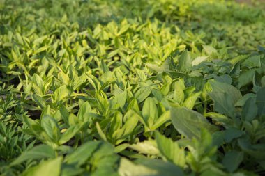 Zinnia çiçeği portre